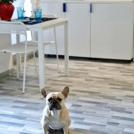 Bulldog Apartament Năvodari